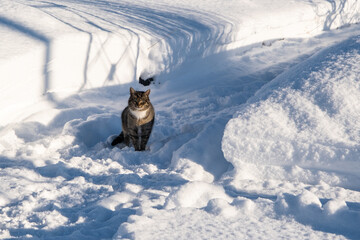 Domestic gray tabby cat gets lost on snowy road in winter