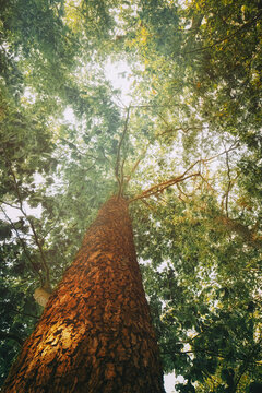 Looking up into the treetops. Photo of a treetop with sunrays in midsummer in the great outdoors. Idyllic solitude in peaceful silence.