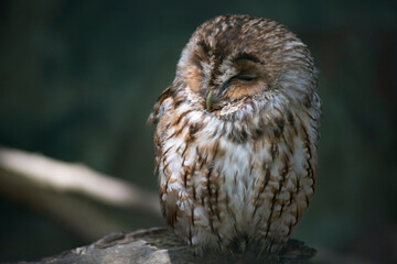 The Tawny Owl (Strix aluco), also called the Brown Owl.