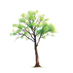 tree isolated on white