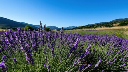 A field of lavender flowers with a clear blue sky in the background