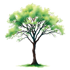 tree isolated on white