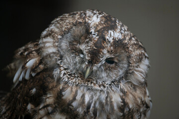 Fototapeta premium The Tawny Owl (Strix aluco), also called the Brown Owl.