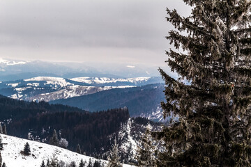 Landscapes - Forest - Europe, Romania, Suceava region 