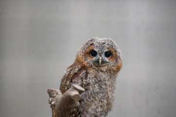 The Tawny Owl (Strix aluco), also called the Brown Owl.