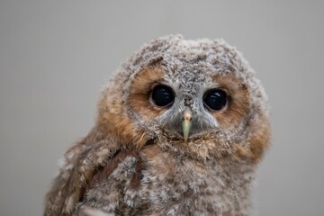 The Tawny Owl (Strix aluco), also called the Brown Owl.