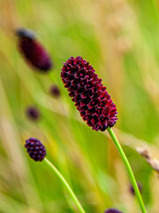 Großer Wiesenknopf. Wiesen Blume, Blüte, Gras. Lateinisch Sanguisorba officinalis L.. AUs der Familie der Rosaceae