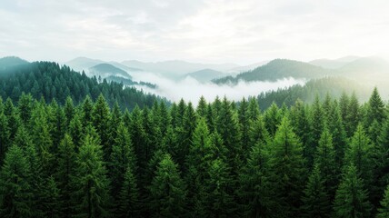 Fototapeta premium Lush green forest landscape with misty mountains in the background.