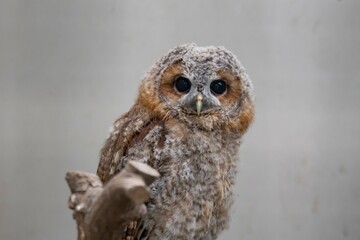 The Tawny Owl (Strix aluco), also called the Brown Owl.