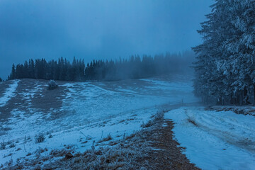 Landscapes - Forest - Europe, Romania, Suceava region 