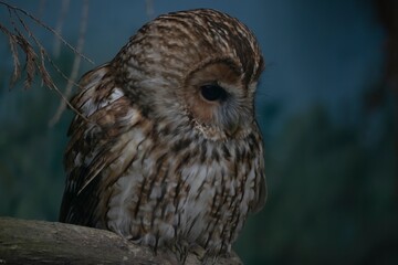 The Tawny Owl (Strix aluco), also called the Brown Owl.