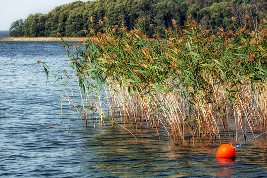 Reeds sway in the wind on a beautiful, relaxing summer day by the lake in Poland. 

Idyllic beach at the swimming lake.