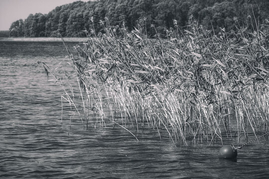 Reeds sway in the wind on a beautiful, relaxing summer day by the lake in Poland. 

Idyllic beach at the swimming lake.
