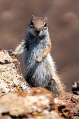A wild squirrel living on a volcano, closeup view of a cute animal.