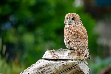 The Tawny Owl (Strix aluco), also called the Brown Owl.