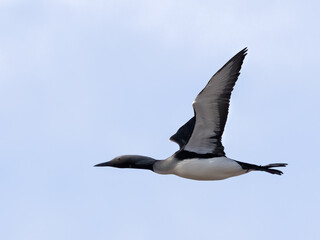 Black-throated Diver 