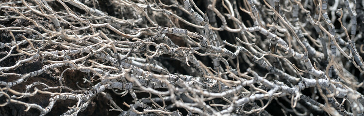 A dry tree without leaves with curved branches closeup view.