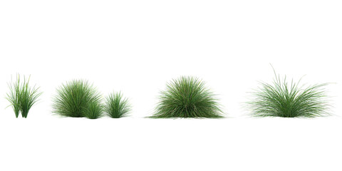 set of Festuca grass on transparent background