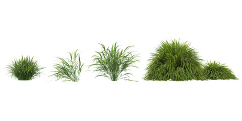 set of Hakonechloa grass on transparent background