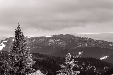 Landscapes - Forest - Europe, Romania, Suceava region 