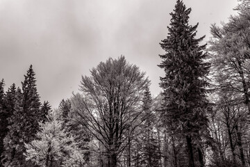 Landscapes - Forest - Europe, Romania, Suceava region 