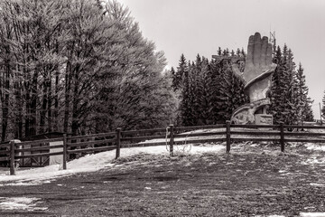 Landscapes - Forest - Europe, Romania, Suceava region 