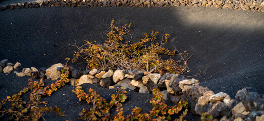 Vineyards in the black lava ground with a growing grapes of La Geria, Lanzarote Island.
