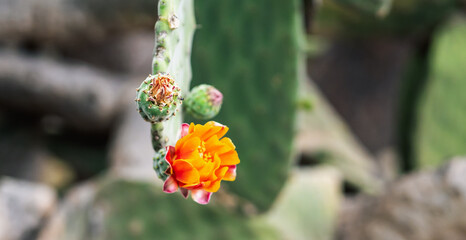 Green opuntia cacti with blooming red flowers and fruits.