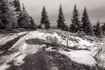 Landscapes - Forest - Europe, Romania, Suceava region 