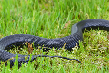 Obraz premium Black snake laying in the grass. Snake crawling on green lawn. A green lawn with a dark smooth snake lying on it. A dark green and smooth snake lies on lifestyle a lawn.