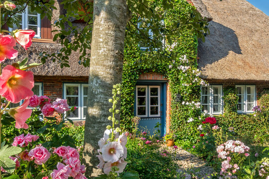Traditionelles Friesenhaus mit Reetdach und Vorgarten auf der Nordseeinsel F&ouml;hr