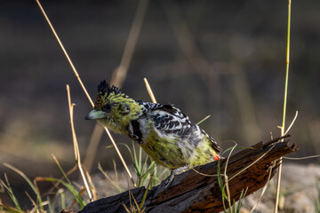 Obraz premium Crested barbet 