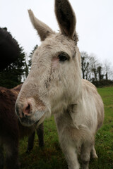 Fototapeta premium Donkey - Equus africanus asinus