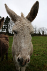 Obraz premium Donkey - Equus africanus asinus