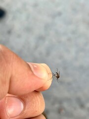 An insect in the hand, a mosquito
