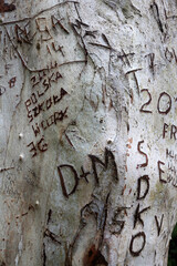 Muckross Lake and garden - Killarney - County Kerry - Ireland