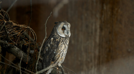 owl portrait cinematic bird portrait branches decorations in wooden cabin close limited environment of rescue animal shelter