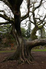 Muckross Lake and garden - Killarney - County Kerry - Ireland