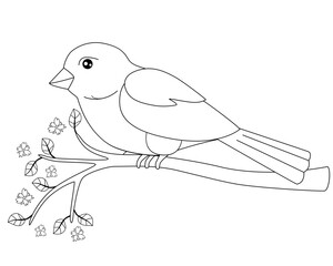 Little bird - sparrow sitting on a flowering branch - linear vector spring picture for coloring. Cute bird on a branch with young leaves and little flowers. Outline. Hand drawing	