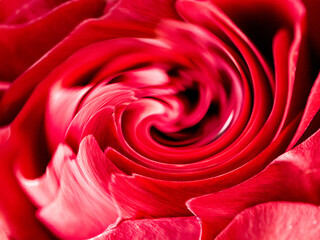 Floral dynamic background. Red rose petals are wrapped in a spiral. Close-up. Elegant background for cards and congratulations.
