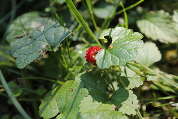 Malutka poziomka w lesie
