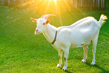 Obraz premium Goat standing in a grassy field. Goats and other animals in a green field. Horned goat standing in a field. Goat standing in a field lifestyle with green horns.