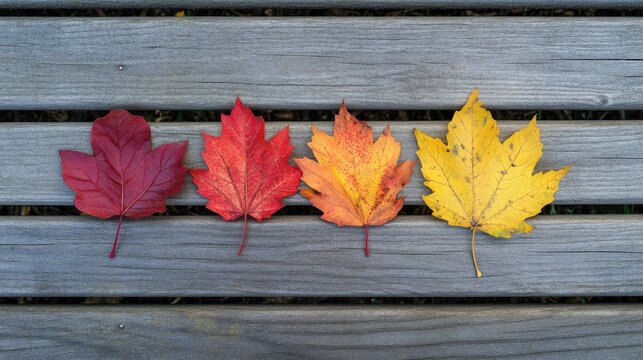 Fallen colorful maple leaves on a weathered wooden bench symbolizing the beauty of autumn in a serene outdoor setting