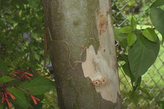 Caesalpinia granadillo - Bridalveil Tree Close-up of Bark
