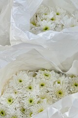 A bouquet of several white chrysanthemums wrapped in white paper. The flowers are soft and delicate. The petals are densely spherical. Valentine's Day