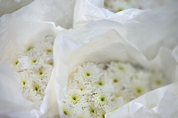 A bouquet of several white chrysanthemums wrapped in white paper. The flowers are soft and delicate. The petals are densely spherical. Valentine's Day