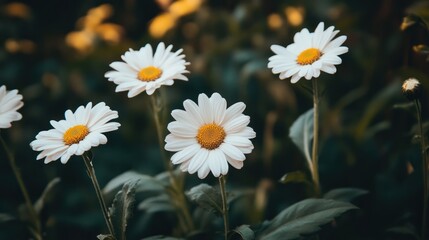 Close Up of Elegant White Gerbera Daisies Blooming Amidst Green Leaves for Natural Background and Wallpaper Design
