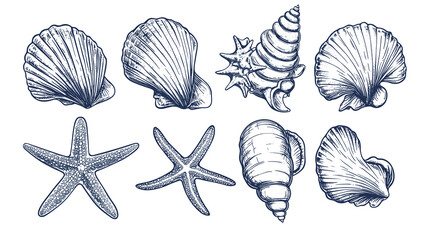 Minimalist seashells png illustration collection. Art for greeting cards, wedding invitations, poster design, postcards, branding, logo design, transparent background