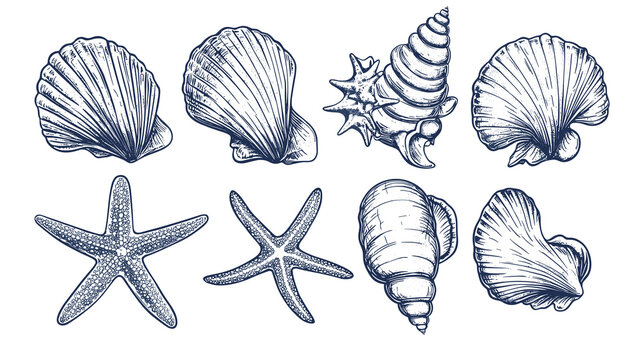 Minimalist seashells png illustration collection. Art for greeting cards, wedding invitations, poster design, postcards, branding, logo design, transparent background