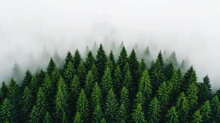 Fog rolling over lush green pine forest, climate change awareness